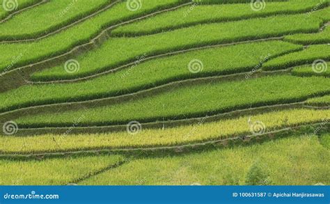 Rice field in Vietnam. stock image. Image of flora, crop - 100631587