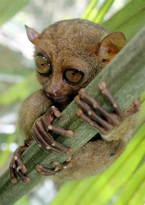 Tarsiers | Tarsier Facts | Philippine | Monkey