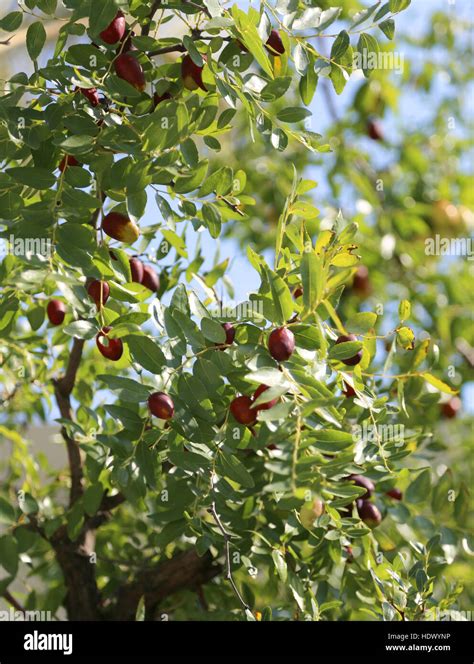 Jujube tree hi-res stock photography and images - Alamy