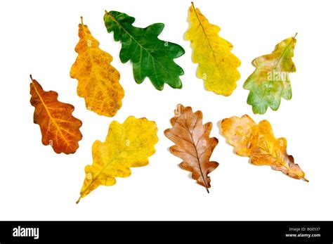 Colored fall autumn oak leaves Stock Photo - Alamy