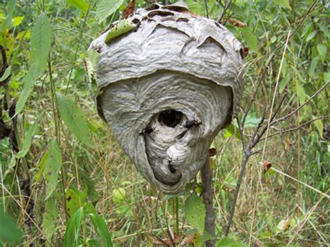 Bee Nest Identification