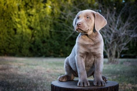 Silver Lab: What To Know About This Stunning Retriever Perfect Dog ...