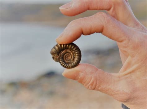 Charmouth Fossils and Fossil Hunting on the Jurassic Coast