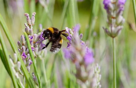 Bumblebee Lavender Insect - Free photo on Pixabay - Pixabay