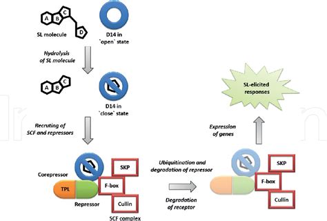 Figure 5 from Chapter 5 Strigolactone Signaling in Plants | Semantic Scholar