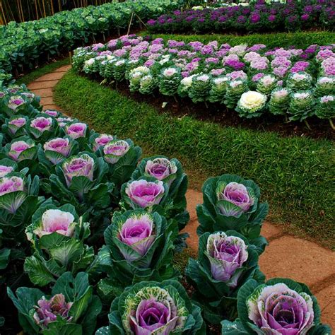 Ornamental Cabbage/Kale Seeds from around the world in Retail Packs