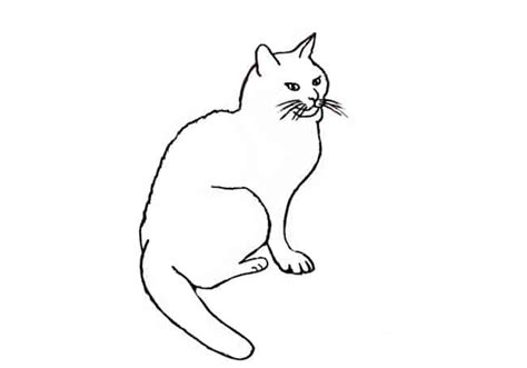 How to draw a Cat sitting step by step – Easy Animals 2 Draw