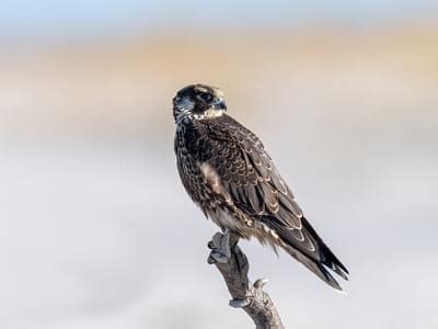 Peregrine Falcon Nesting: A Complete Guide | Birdfact