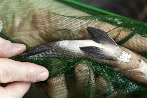 Basement Aquaponics and Raising Tilapia » FreestyleFarm