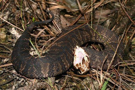 Florida Cottonmouth – Florida Snake ID Guide