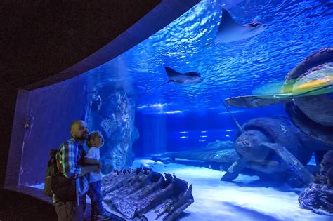 Georgia Aquarium in Atlanta - One of the World’s Largest Aquariums – Go Guides