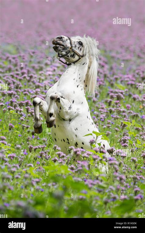 Shetland Pony. Miniature Appaloosa rearing in a field of flowering Lacy Phacelia. Germany Stock ...