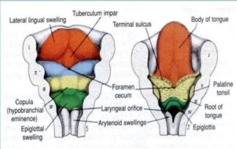 Foramen Cecum Embryology