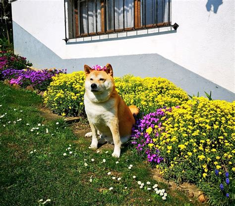 Hello Akira — To celebrate the year of the dog, Akira the Shiba...