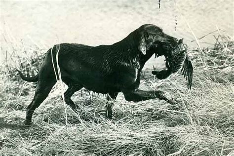 Labrador/Labrador Retriever History: Behind America’s Most Popular Breedv