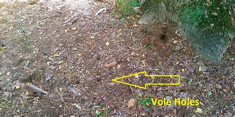 5 Steps on How to Get Rid of Voles in Your Yard in 2023 | Pest control, Garden guide, Organic ...