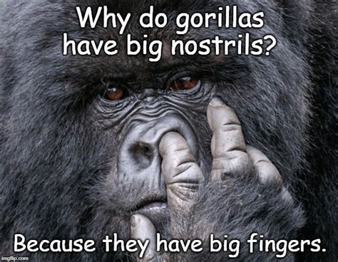 Gorilla meme - instantstorm