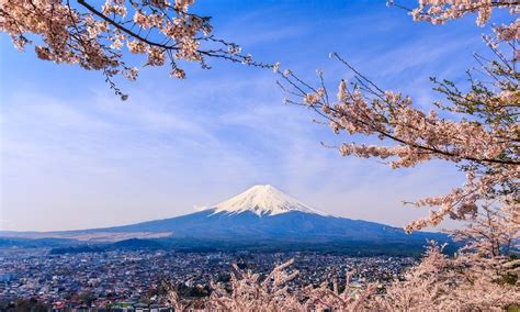 Cherry Blossom in the Fuji Five Lakes Area | Kyuhoshi