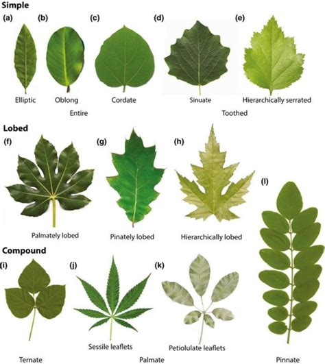 A common developmental program can produce diverse leaf shapes | Plantae