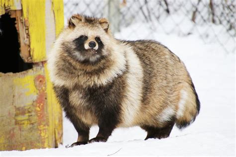 Tanuki, also known as “raccoon dogs,” are carnivores native to Asia. While their facial masks ...