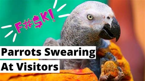 Parrots Swearing At Visitors At Lincolnshire Wildlife Park | Oddepia | Wildlife park ...