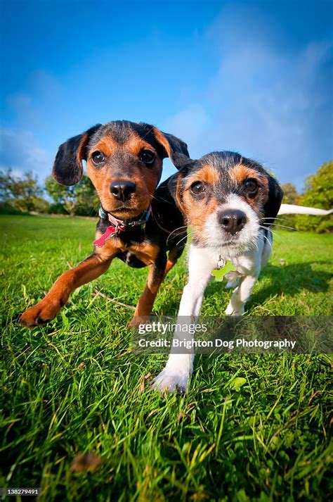 Two Jack Russell Puppies Playing In Field High-Res Stock Photo - Getty Images