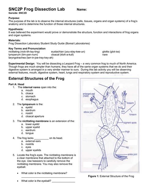 Free virtual frog dissection lab - bandlasopa