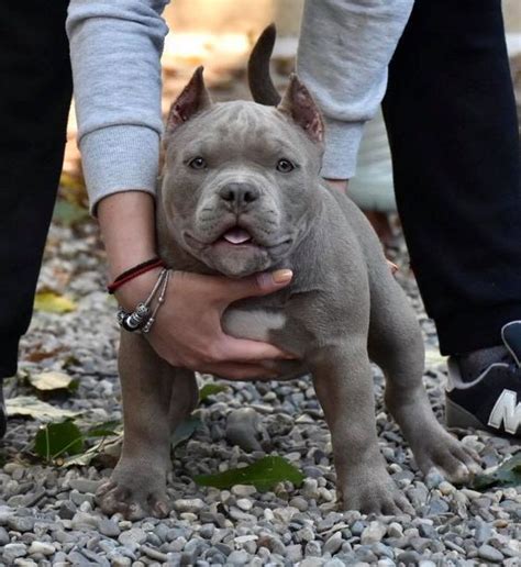 100+ Perfect American Bully Dog Names - PupsToday