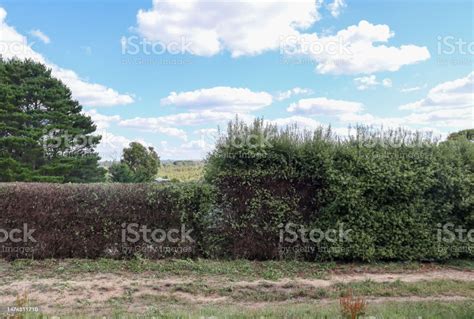 Pittosporum Hedge Being Shaped And Cut Stock Photo - Download Image Now - Australia, Color Image ...