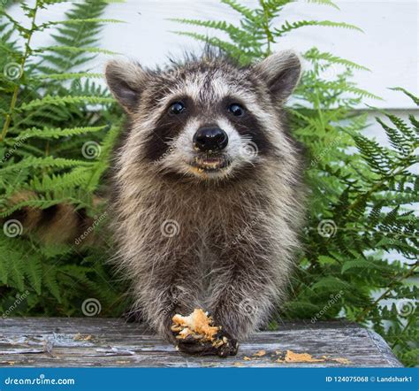 Front View of a Baby Raccoon Holding Food in Her Front Paws.. Stock Photo - Image of gray ...