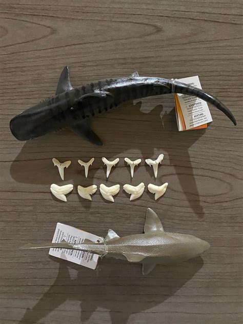 5 Tiger Shark Teeth with Toy 5 Sand Tiger Shark Teeth with | Etsy