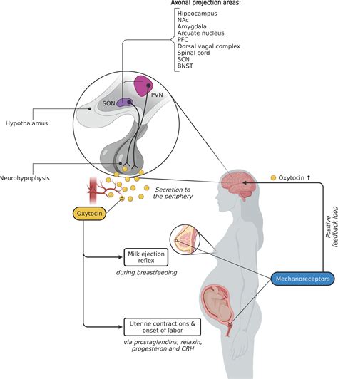 Oxytocin & its function | Birth Hormone | Milk Ejection Hormone | Notes on Posterior Pituitary ...