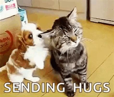 a cat and a dog playing together on the floor in front of a cardboard box