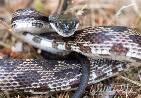 Georgia Ratsnake - WILLIAM WISE PHOTOGRAPHY