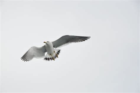 Close-up of a Flying Seagull · Free Stock Photo