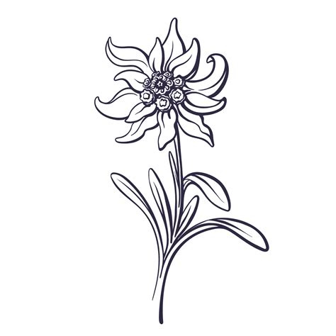 Edelweiss flower, leaves Vector mountain art plant 21691527 Vector Art at Vecteezy