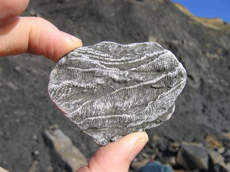 Charmouth-Pentacrinites2 – Discovering Fossils