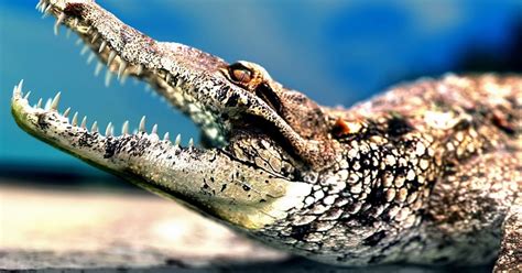 Crocodile Sharp Teeth | Full HD Desktop Wallpapers 1080p