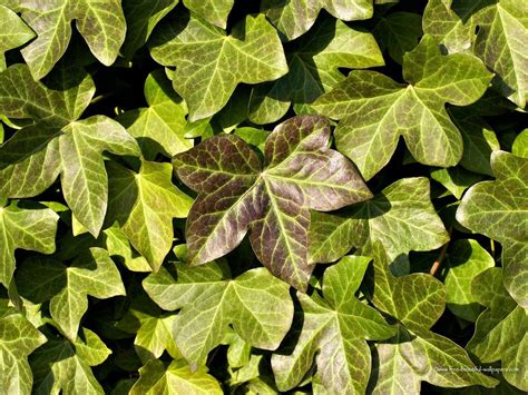 Ivy Wallpapers - Wallpaper Cave