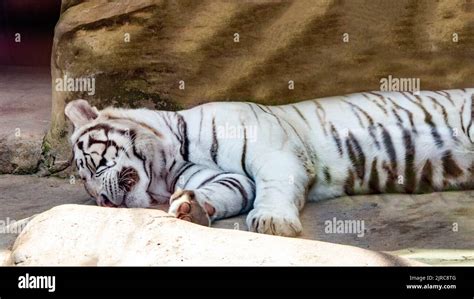 white bengal tiger close up Stock Photo - Alamy