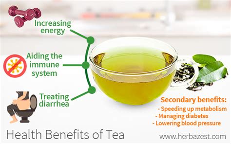 Health Benefits of Tea | HerbaZest