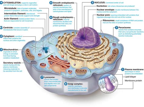 Knowledge Class: Structure of a Generalized Eukaryotic Cell