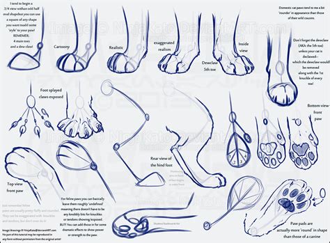 Cat Feet Anatomy - Anatomical Charts & Posters