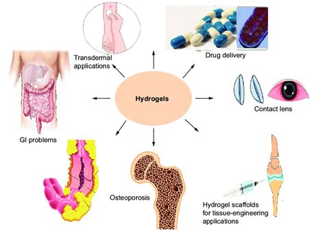 Hydrogels in their various fields of application. | Download Scientific ...