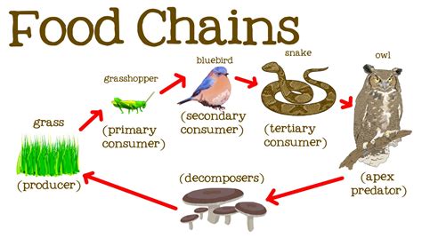 Food chain, trophic levels and flow of energy in ecosystem - Online Biology Notes