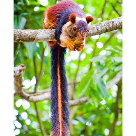 Rainbow Colored Squirrels usually hang out by themselves and are often seen early in the morning ...