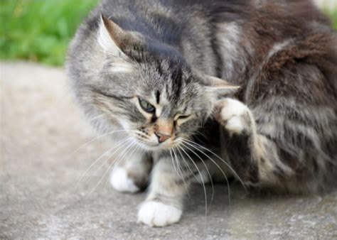 21 Strange Cat Behavior - What It Means and How to Respond