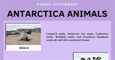 Antarctica Animals | List of Interesting Animals that Live in Antarctica • 7ESL