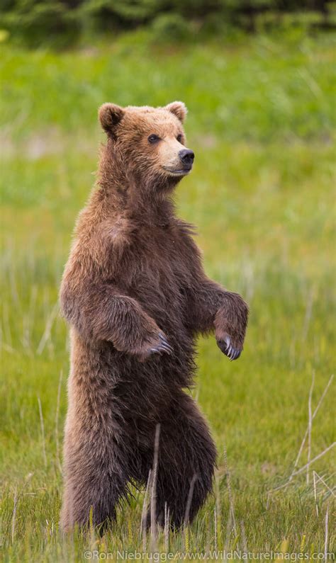 Brown Bear Cub | Photos by Ron Niebrugge