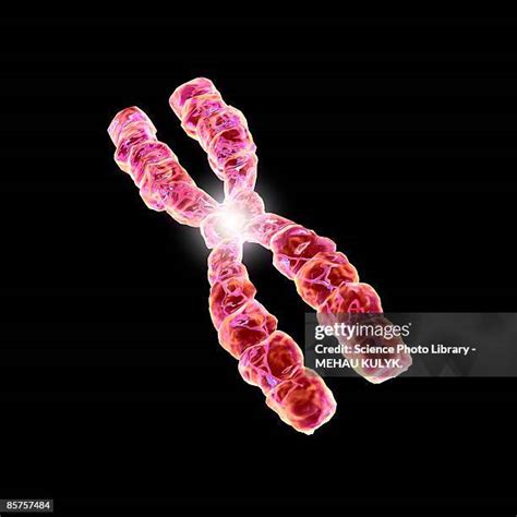 Human Chromosomes Photos and Premium High Res Pictures - Getty Images